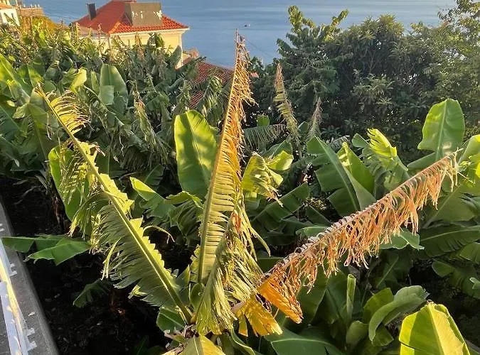 Escola Da Bica Arco da Calheta (Madeira)